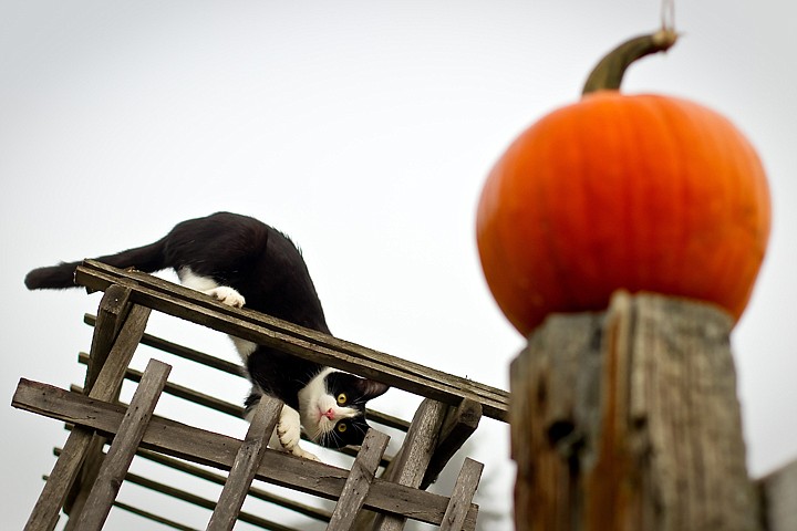 &lt;p&gt;JEROME A. POLLOS/Press Rosie, one of the many animals that wander through the grounds of Prairie Home Farm, investigates a pumpkin on a fence post while crawling on a trellis Thursday.&lt;/p&gt;