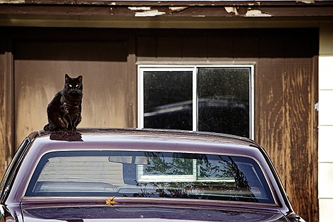 &lt;p&gt;JEROME A. POLLOS/Press A black cat sits atop a car outside a house Wednesday in Rathdrum. Kootenai Humane Society officials are warning owners of black cats to keep their pets inside during the Halloween season.&lt;/p&gt;