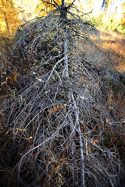<p>A pile of Mistletoe taken down in the John Chase Easement on Thursday, October 24 as part of the Montana Forest Products Industry Week. The logging being done is primarily a fuel reduction and forest health project. (Brenda Ahearn/Daily Inter Lake)</p>