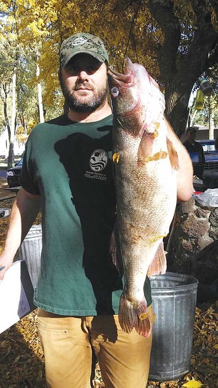 The most remarkable fish in my opinion gathered during the study on day one was this 15lb 4oz walleye. Region 2 Fish Biologist, Chad Jackson, is holding this fish.