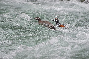 &lt;p&gt;University of Montana wildlife biology graduate student Warren Hansen has researched harlequin ducks for three field seasons.&lt;/p&gt;