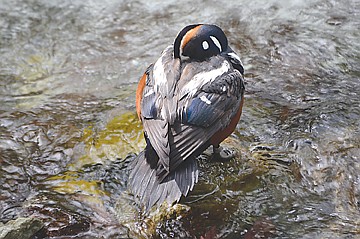 &lt;p&gt;University of Montana wildlife biology graduate student Warren Hansen has researched harlequin ducks for three field seasons.&lt;/p&gt;