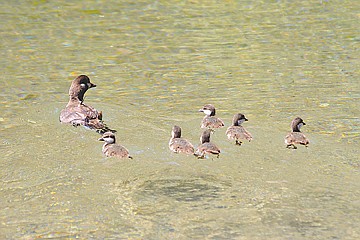 &lt;p&gt;University of Montana wildlife biology graduate student Warren Hansen has researched harlequin ducks for three field seasons.&lt;/p&gt;