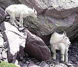 State proposes mountain goat transplant