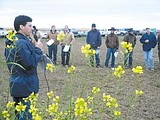 Farmers revisit mustard green manure field day