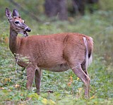 Solid opener for whitetails in Northwest Montana