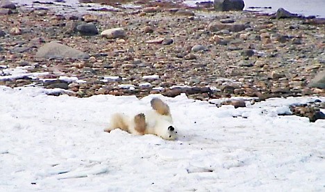 &lt;p&gt;This Thursday, Oct. 27, 2011 photo taken from a live webcam and released by Explore.com shows a polar bear in the remote wilds of the Canadian tundra streamed live to computers around the world through a new program that aims to document in real time the annual migration of hundreds of polar bears outside Churchill in Manitoba, Canada. A polar bear advocacy group Polar Bears International, an based in Bozeman, Mont. has set up a webcam to transmit live images as up to 1,000 of the animals wait for the Hudson Bay to freeze over to begin their annual migration. (AP Photo/Explore.com)&lt;/p&gt;