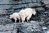 FWP wants goats back in Whitefish Range