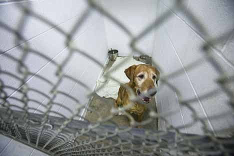 &lt;p&gt;Buddy the dog sits in his kennel at the Kootenai Humane Society Friday. Buddy was rescued by a neighbor after being abandoned by his owners.&lt;/p&gt;