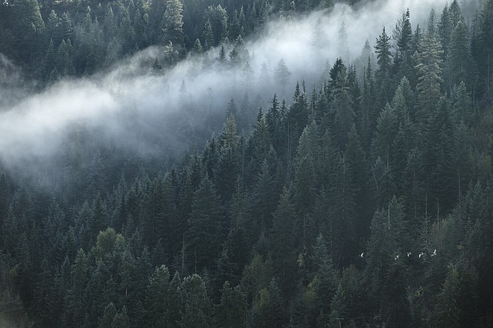 &lt;p&gt;GABE GREEN/Press Ducks fly over foggy hills surrounding Fernan Lake.&lt;/p&gt;