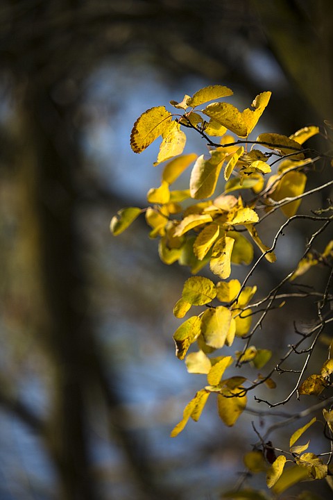 &lt;p&gt;GABE GREEN/Press Bright yellow leaves cling to the branch of a tree beside the Spokane River in Coeur d'Alene.&lt;/p&gt;