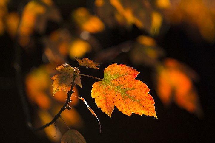 &lt;p&gt;GABE GREEN/Press A brightly colored leaf is illuminated by the early morning sun.&lt;/p&gt;