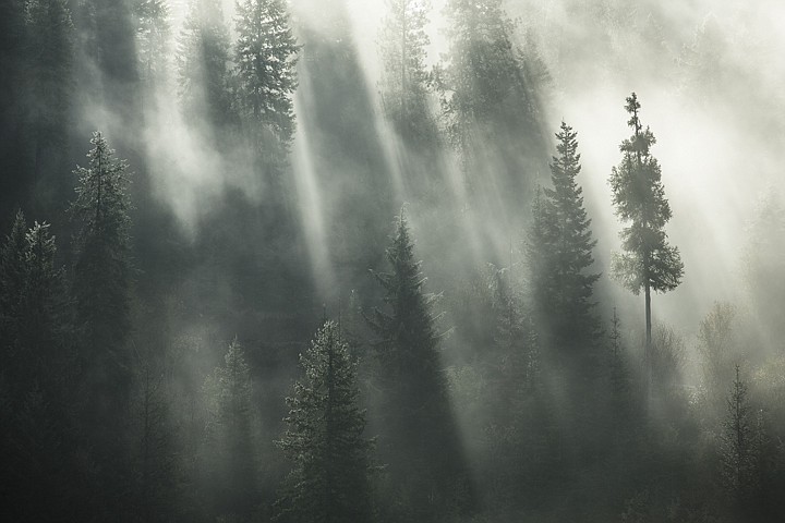 &lt;p&gt;GABE GREEN/Press Silhouettes of trees emerge from the morning fog in the hills near Fernan Lake.&lt;/p&gt;