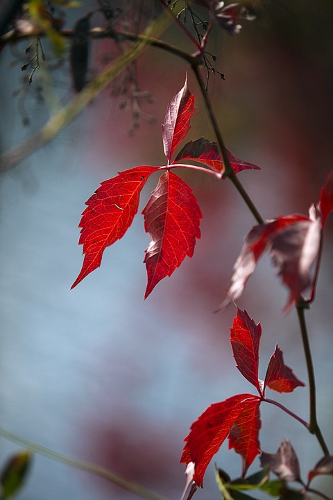 &lt;p&gt;GABE GREEN/Press Leaves on a vine hang from a tree over the Spokane River near the Riverstone area in Coeur d'Alene.&lt;/p&gt;