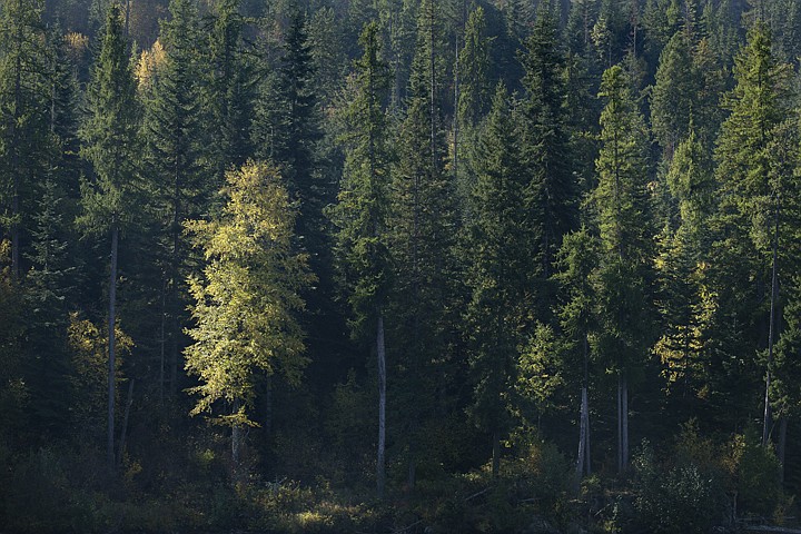 &lt;p&gt;GABE GREEN/Press A deciduous tree on the Shore of the Spokeane River stands out among an evergreen forest.&lt;/p&gt;