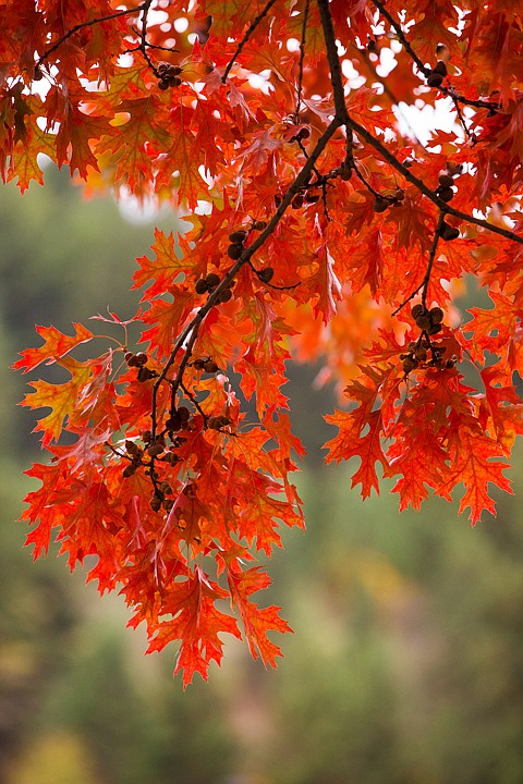 &lt;p&gt;SHAWN GUST/Press Low-hanging branches are adorned with red leaves and small acorns.&lt;/p&gt;