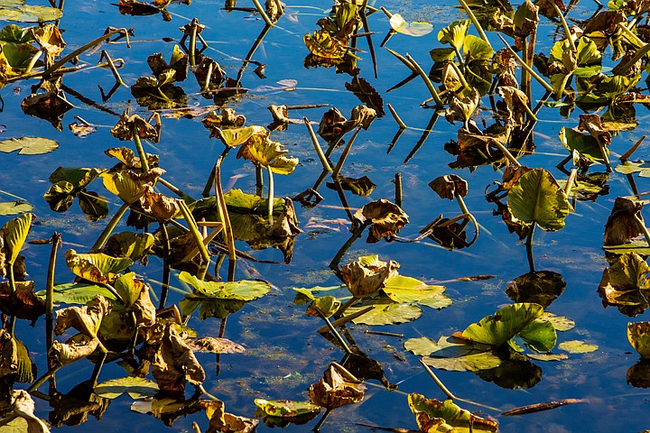 &lt;p&gt;SHAWN GUST/Press Lily pads of Fernan Lake begin to wilt as the sky reflects, offering a blue-green contrast in the landscape.&lt;/p&gt;