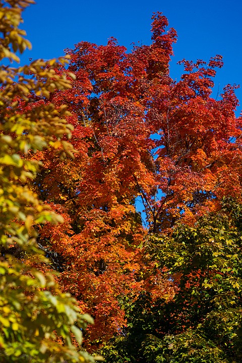 &lt;p&gt;A variety of colors can be seen in the changing leaves in Coeur d'Alene during the fall.&lt;/p&gt;