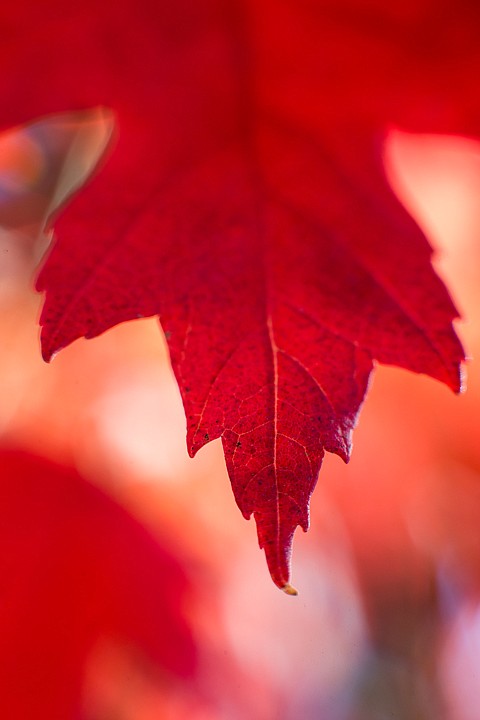 &lt;p&gt;SHAWN GUST/Press Vibrant reds surround the detail of a maple leaf.&lt;/p&gt;