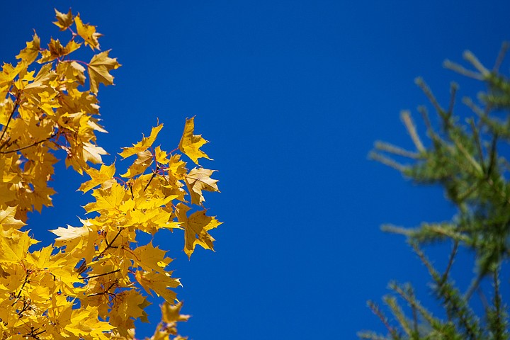 &lt;p&gt;SHAWN GUST/Press Both deciduous leaves and coniferous needles reach toward a bright blue autumn sky.&lt;/p&gt;