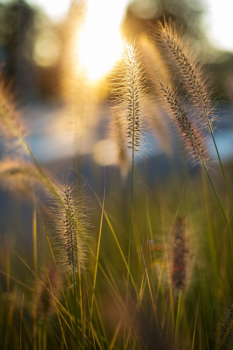 &lt;p&gt;SHAWN GUST/Press Delicate grasses glow in the evening sun.&lt;/p&gt;