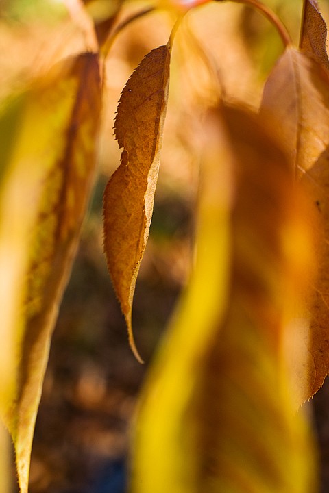 &lt;p&gt;SHAWN GUST/Press Patterns of golden leaves hang before dropping from their branches.&lt;/p&gt;