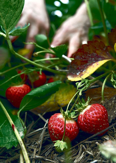 &lt;p&gt;This June 23, 2009 file photo shows strawberries as they are picked from the patch at Popp's pick-your-own farm in Dresden, Maine. Berry plants are flavorful favorites in many kitchen gardens, but their ornamental value is all but ignored.&lt;/p&gt;