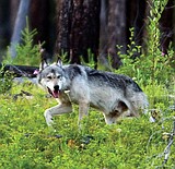 Wolf take by landowners lower than expected