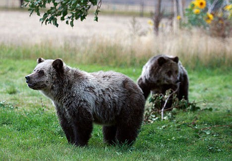 &lt;p&gt;In this Sept. 25, 2013 photo, a pair of grizzly bear cubs forage for food a few miles from the north entrance to Yellowstone National Park in Gardiner, Mont. The number of threatened grizzly bears killed in and around Yellowstone National Park has dropped sharply as officials consider lifting protections for the animals.&lt;/p&gt;