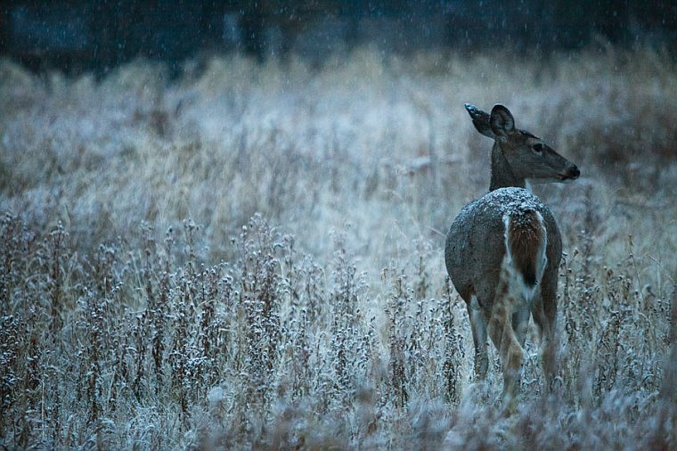&lt;p&gt;A whitetail doe pauses for a moment while walking through the first snow of the winter Monday night at Smith Lake. Monday, Oct. 22, 2012 in Smith Lake, Montana.&lt;/p&gt;