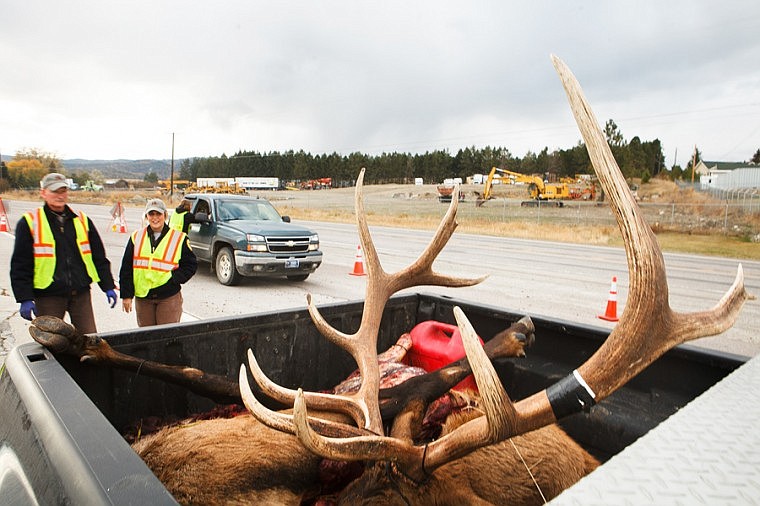 &lt;p&gt;Fish, Wildlife and Parks employees Ray Washtak, left, and Lindsey Stutzman inspect a 5-by-6 bull elk in the back of Jeff Sipe's pickup truck Sunday afternoon at the game check station on U.S 2. west of Kalispell. &#160;&lt;/p&gt;