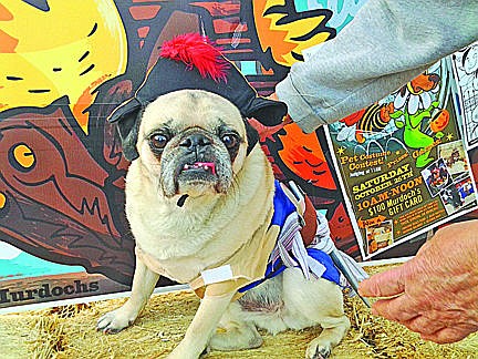 &lt;p&gt;Growl-O-Ween is an event where our customers bring out their pet for a costume contest.&#160; We encourage any pet of any kind, horse, pig, sheep, goat, llama, guinea pig, cat or dog, and the list goes on!&#160; I believe that one store has had Camels&#133;.&#160; The winner of the contest receives a gift card and consolations prizes include pet beds and other smaller gifts.&#160; This event comes once a year and we had a great turnout for our first year with 25 entries.&#160; Attached are pictures of the event.&#160; Please feel free to ask if you have any further questions.&#160; &#160; &#160; Marc Robitaille Assistant Store Manager Murdoch&#146;s Ranch &amp; Home Supply&lt;/p&gt;