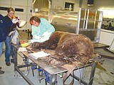 Kalispell vet helps injured grizzly