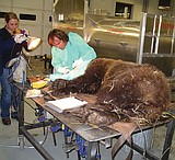 Injured grizzly moved to Spotted Bear