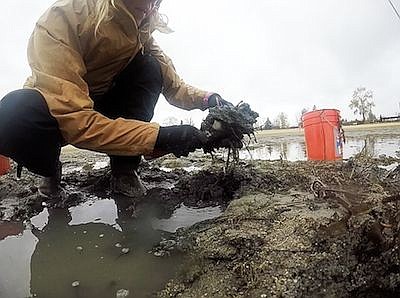 &lt;p&gt;Susan Drumhellar of the Idaho Conservation League extracts a flowering rush plant at City Beach on Friday. (Photo by KEITH KINNAIRD)&lt;/p&gt;