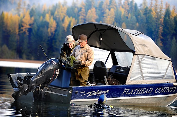 &lt;p&gt;From left, Don Roe and Gordon Jewett from the Flathead County
Weed and Parks department examine a sample of Eurasian Water
Milfoil brought up by diver Sara Wilkinson on Monday morning at
Beaver Lake north of Whitefish. A patch of the invasive aquatic
weeds have been found near the public boat dock at Beaver Lake.&lt;/p&gt;