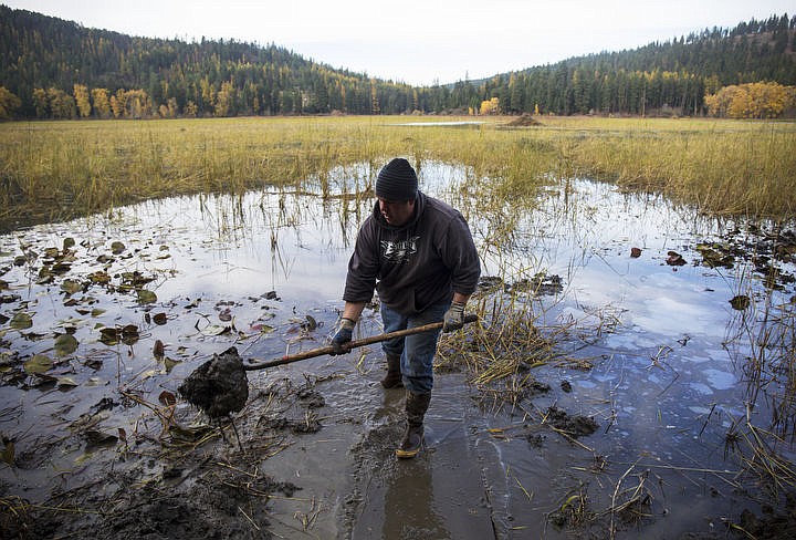 &lt;p&gt;Bryan Harper of the Coeur d'Alene Tribe's fisheries department digs for water potatoes on Oct. 24, 2016 at Heyburn State Park.&#160;&lt;/p&gt;