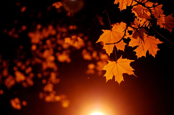 &lt;p&gt;Nocturnal Illumination Bright yellow leaves take on an erie glow
in the light of a street lamp in Kalispell on Thursday night.&lt;/p&gt;