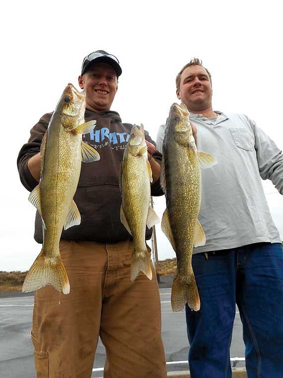 Casey Langley of Quincy and Mark Shelton of Moses Lake enjoyed a short day of walleye fishing on Potholes Reservoir and collected these quality walleye.