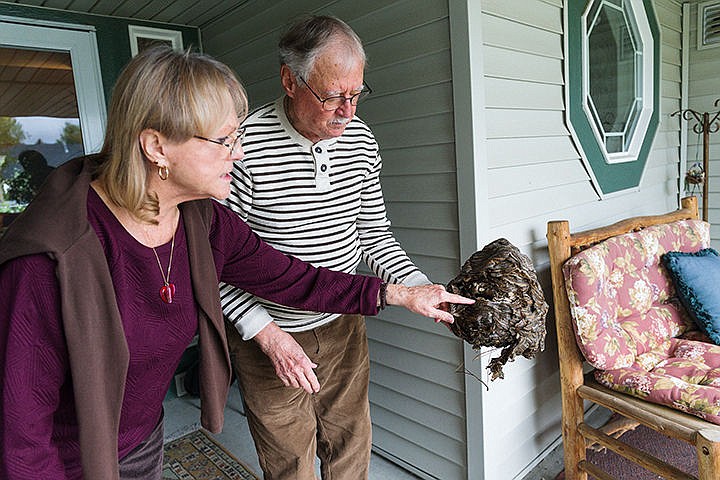 &lt;p&gt;SHAWN GUST/Press&lt;/p&gt;&lt;p&gt;Lee, left, and Bob Ray describe their amazement toward a large bees nest that appeared to have fallen from a pine tree in the couple&#146;s back yard Wednesday in Coeur d&#146;Alene. The pair have lived in Coeur d&#146;Alene for several decades and have never seen a nest of its size.&lt;/p&gt;