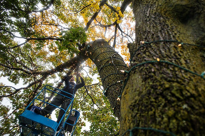 &lt;p&gt;TESS FREEMAN/Press&lt;/p&gt;&lt;p&gt;JR Harmon wraps lights around the branches of a tree in City Park on Thursday afternoon in preparation for the Festival of Lights that will take place this November. Over 1.5 million lights will light up downtown Coeur d&#146;Alene for the Holiday season.&lt;/p&gt;