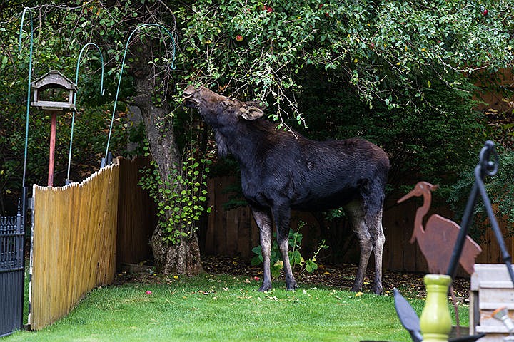 &lt;p&gt;TESS FREEMAN/Press&lt;/p&gt;&lt;p&gt;A female moose scraps some leaves off the trees in the backyard of a house on West Blackwell Road in Coeur d&#146;Alene on Thursday morning.&lt;/p&gt;