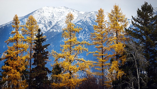 &lt;p&gt;Bright yellow larch stand out in contrast against freshly fallen snow on the mountains on Monday near Creston.&lt;/p&gt;