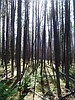 Wildfires create signature Montana forests