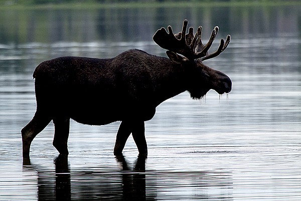 &lt;p&gt;Photos courtesy of Jake Bramante. While visiting with some folks
at Triple Divide Pass, I was told about a bull moose that had been
hanging out at the head of Red Eagle Lake&Eacute; where I was going to be
camping. I was excited, but wild animals are unpredictable and who
knows what you'll actually end up with. I rolled into camp with not
much time before it got dark and hustled down to the edge of the
lake to rinse the sweat off my body and filter water for dinner. I
walked up to the edge of the muddy-bottomed water and tried to
figure out my rinsing off strategy. After coming up with my
procedure, I removed my shirt and heard a rumble that I'd never
heard before. It was like a growl from an enormous animal without
the anger. I looked up to see a huge bull moose emerge from the
woods to get into the lake. I put my shirt on and scampered back to
camp to get my camera, tripod and all of the other campers. We
watched him until it got dark as he primarily fed on the bottom of
the lake. More information of Bramante's project is available
online at www.hike734.com&lt;/p&gt;