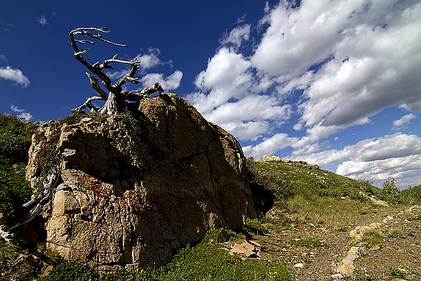 &lt;p&gt;Photos courtesy of Jake Bramante. View of the Scenic Point Trail
on August 7, in Glacier National Park. This amazing dead tree was
shaped by the winds from the west. The Blackfeet believed that the
wind god &quot;Old Man of the Winds&quot; lived on the west side of the
mountains and blew east which it does with great consistency. I
still will never understand how any plants can survive on so little
soil and rain on a rock such as this, no less a tree. Either way, I
couldn't help but take a picture of it. More information of
Bramante's project is available online at www.hike734.com&lt;/p&gt;