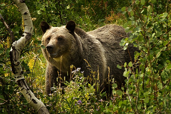 &lt;p&gt;Photos courtesy of Jake Bramante. It was the end of August and
I'd yet to see a grizzly bear from the trail. I was over halfway
done with my project in a national park known for its big scary
bears and I'd not seen any. I was a couple of miles away from the
trailhead and I decided to record my blog. On this particular three
day trip, I'd seen a black bear, a moose, some mountain goats, so I
had no reason to complain. This last day I'd only seen some birds
and commented about that on my blog and wrapped it up. As I walked
down the Redgap Pass trail in between the Sherburne Ranger Station
cutoff trail and the trailhead by Apikuni Falls, I rounded a corner
to see a grizzly foraging just off the trail about 70 yards in
front of me. The wind was in my face and I had some time, so I got
out my camera to video him for a bit. While I videoed him, he
looked up and saw me and began to wander off. I let him get out of
my site, switched my camera to photo mode and looked around where
he had wandered off. He happened to stop right in a gap in the
trees and I was able to snap this photo and then he disappeared
into the forest. I couldn't have asked for a more perfect first
grizzly encounter. More information of Bramante's project is
available online at www.hike734.com&lt;/p&gt;