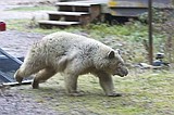 Albino bear paid visit to high school before relocation