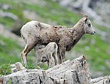 Comments on Many Glacier wildlife viewing wanted