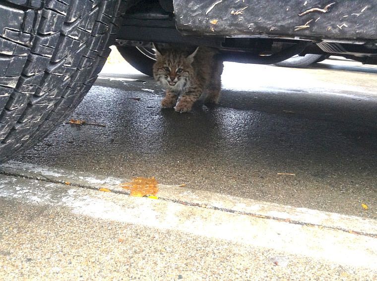 &lt;p&gt;Hagadone Corporation employee Kayla DesJarlais captured this image of a young bobcat crouched beneath a vehicle Tuesday in downtown Coeur d&#146;Alene. State wildlife officials captured the animal and brought it to a cooperative rehabilitation facility where it will be raised until it&#146;s strong enough to be released into the wild.&lt;/p&gt;